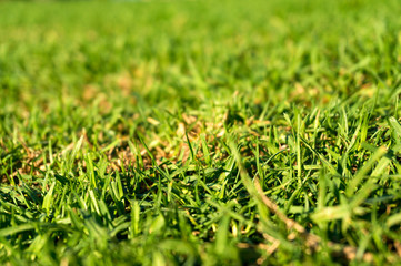 Green grass texture background. Low angle view with shallow DOF