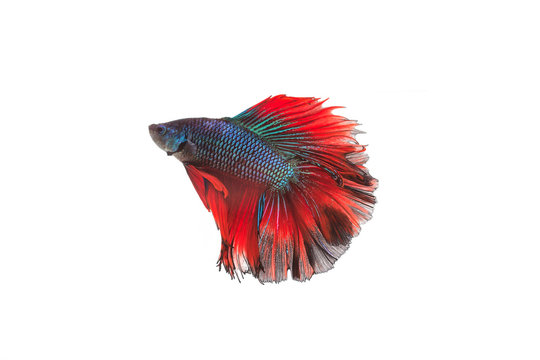 Siamese fighting fish or betta fish isolated on white background.