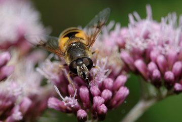 Hoverflies, Diptera