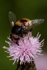 Hoverflies, Diptera