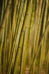 Bamboo