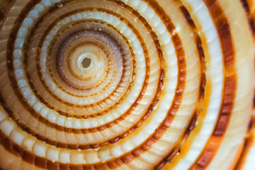 sea shell or shell fish  close up 