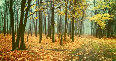 Vintage landscape with fog in forest