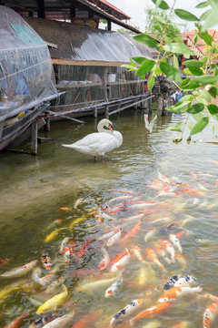 White swan with koi colorful group in river market attraction