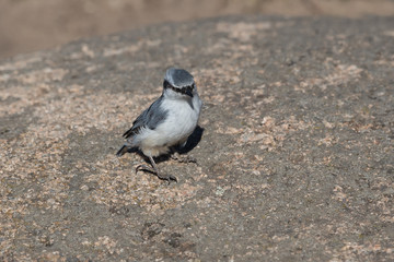fluffy nuthatch sitting on a  stone