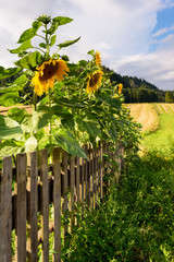 Sunflowers in the garden, fields and mountains as background.