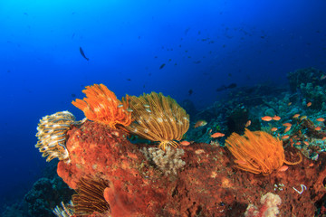 Coral reef and fish underwater in ocean