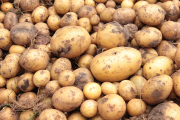 Kartoffel Ernte Viele Verschiedene Sorten Boden Erde Sand