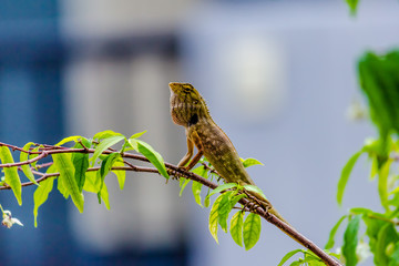 Close up thai chameleon on branch of tree