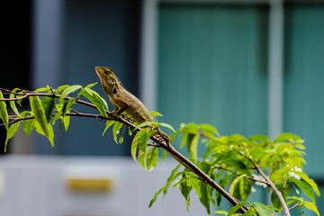 Close up thai chameleon on branch of tree