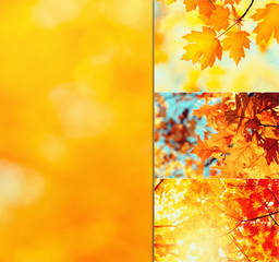 Collage - autumn landscape.