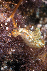 Nudibranch eating the algae