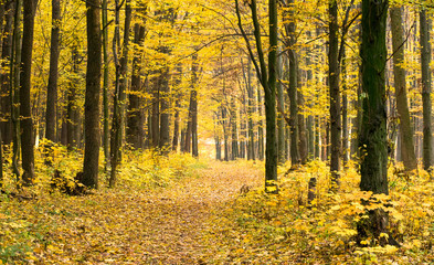  autumnal forest with sunbeams