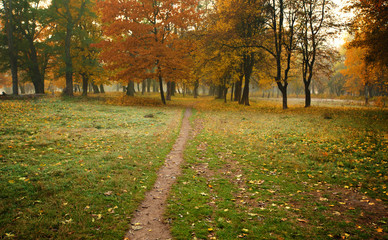 Golden autumnal forest with sunbeams