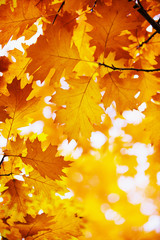 Naklejka na ściany i meble autumn leaves background on forest