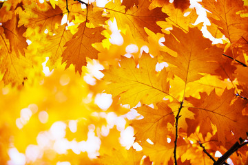 Fototapeta na wymiar autumn leaves background on forest