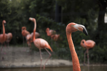 Zoo flamingo