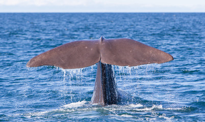 Tail of a Sperm Whale diving © michaklootwijk