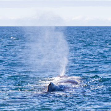 Blowout of a large Sperm Whale near Iceland