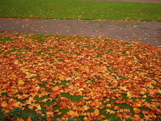 Obraz premium yellow leaves scattered along the footpath