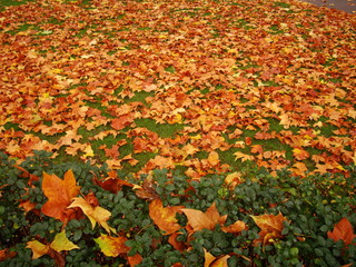 yellow leaves scattered along the footpath