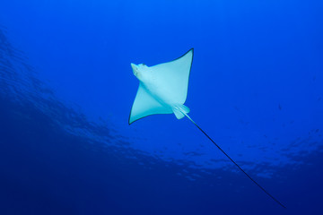 Spotted Eagle Ray
