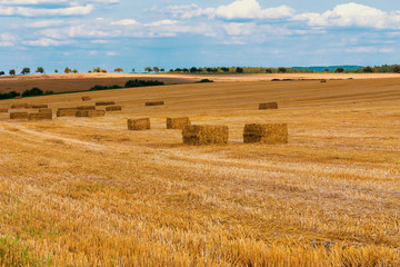 Fototapeta premium harvested field with straw bales in summer