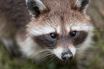 racoon on a meadow