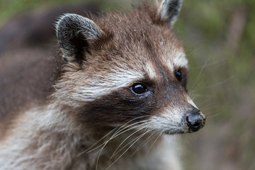 racoon on a meadow