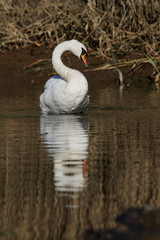 Naklejka premium Mute Swan, cygnus olor