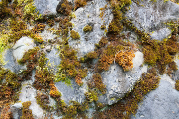 Wall of moss in the mountains
