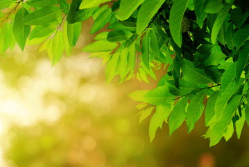 Natural green leaves with blur bokeh spring or summer background, ecology concept