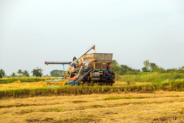 harvesters harvesting rice in gold fields