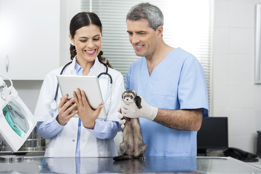 Doctor With Tablet Computer By Coworker Holding Weasel