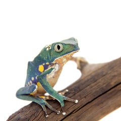 Common walking leaf frog isolated on white background