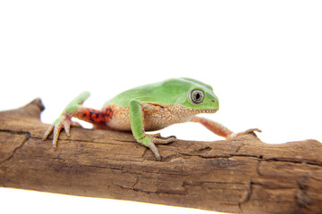 Walking leaf frog on white