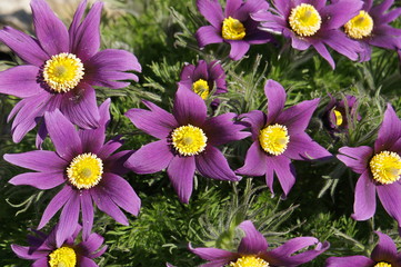 Pulsatilla ludoviciana or Anemone patens or Pasqueflower purple flowers