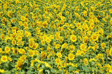 ひまわり畑　Sunflower field