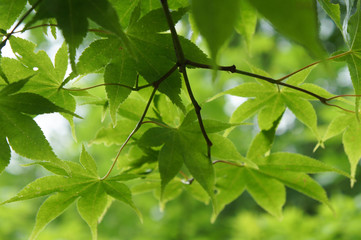 Fototapeta na wymiar Foliage of green maple