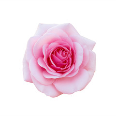 bright beautiful pink rose