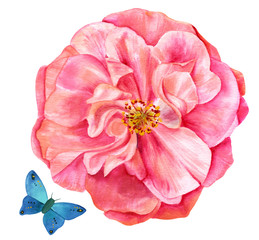Watercolor pink rose flower with blue butterfly