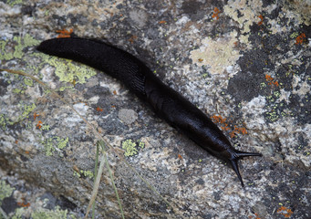 Slug on granite