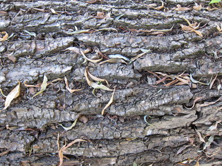 Few dry leaves on tree bark willow. Texture