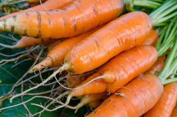 Carrots vegetables garden