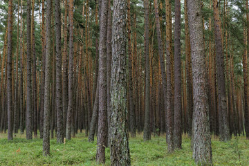 Fototapeta premium forest