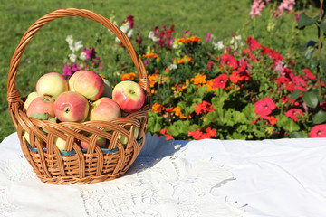Ripe apples in a wattled basket on a table in a garden 

