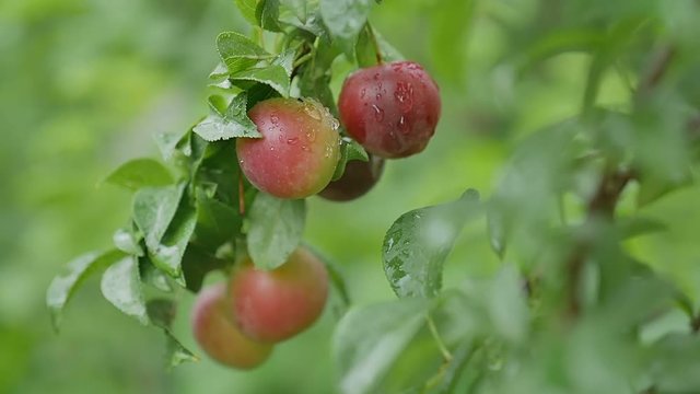 cherry-plum plums on the tree leaves and nature green background