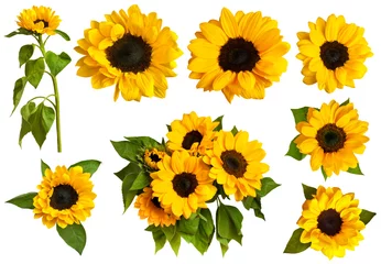 Fotobehang Set foto& 39 s van glanzende gele zonnebloemen, geïsoleerd op wit © laplateresca