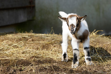 white goat kid standing on straw