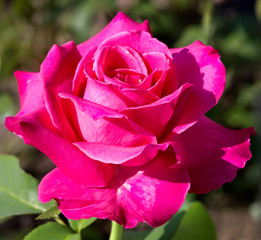 Красная роза